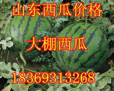 黑子瓜今日价格行情最新,今日行情一览