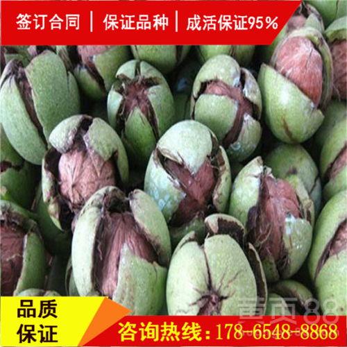 辽宁朝阳今日吊瓜价格
