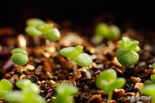 怎样种多肉视频教程,跟随视频教程轻松掌握种植技巧