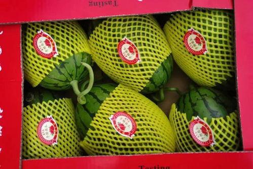 山东吊瓜今日行情价格,价格波动与市场动态一览