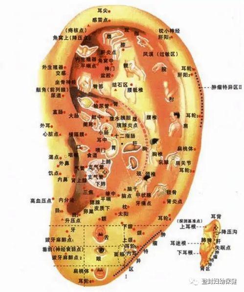 耳穴压豆操作视频,轻松掌握养生保健新技能
