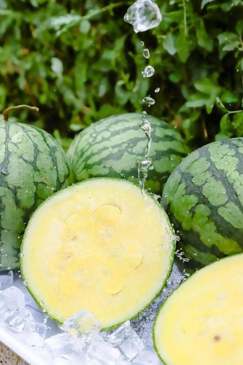 黑瓜吃料正能量官网免费视频,免费视频带你领略生活精彩瞬间