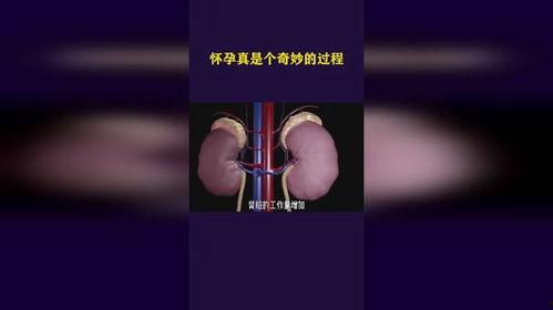 怀孕过程视频,从受孕到分娩的神奇旅程