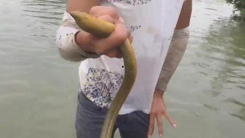 抓鳝鱼视频,揭秘抓鳝鱼视频中的技巧与乐趣