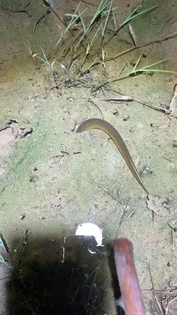 抓鳝鱼视频,揭秘抓鳝鱼视频中的技巧与乐趣