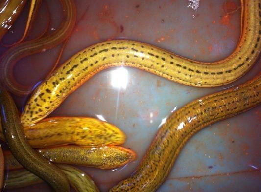 抓鳝鱼视频,揭秘抓鳝鱼视频中的技巧与乐趣