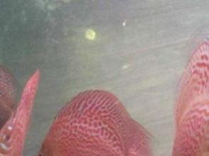 七彩神仙鱼繁殖视频,视频详解