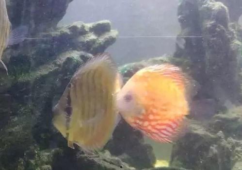 七彩神仙鱼繁殖视频,视频详解