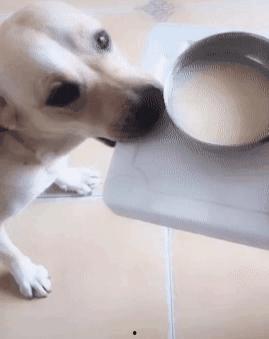 狗配女人视频,一段治愈心灵的瞬间