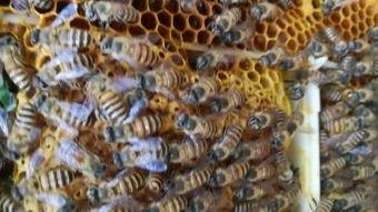 蜜蜂取蜜视频,大自然的甜蜜劳作