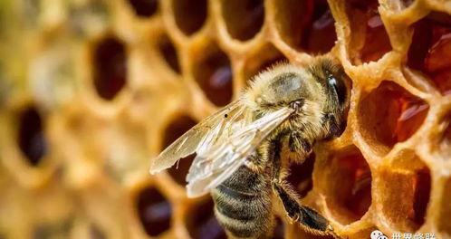 蜜蜂取蜜视频,大自然的甜蜜劳作