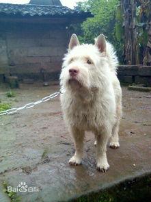 下司犬打斗视频,下司犬勇猛打斗精彩瞬间回顾