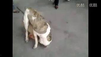 下司犬打斗视频,下司犬勇猛打斗精彩瞬间回顾