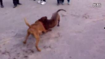 下司犬打斗视频,下司犬勇猛打斗精彩瞬间回顾