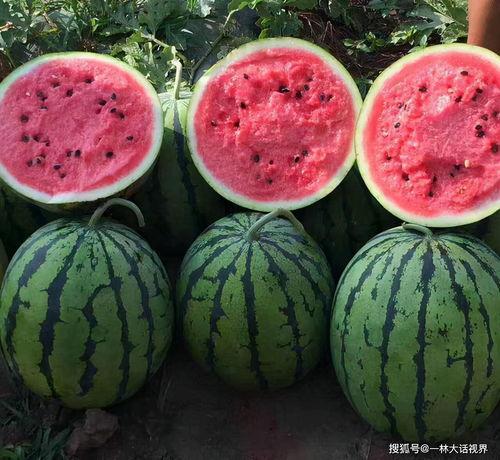 中牟韩寺今日硒砂瓜批发价,品质之选，价格亲民”