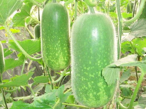 今日吃瓜大瓜每日,揭秘娱乐圈最新热点事件