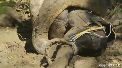蟒蛇吃动物的视频,惊心动魄的动物世界