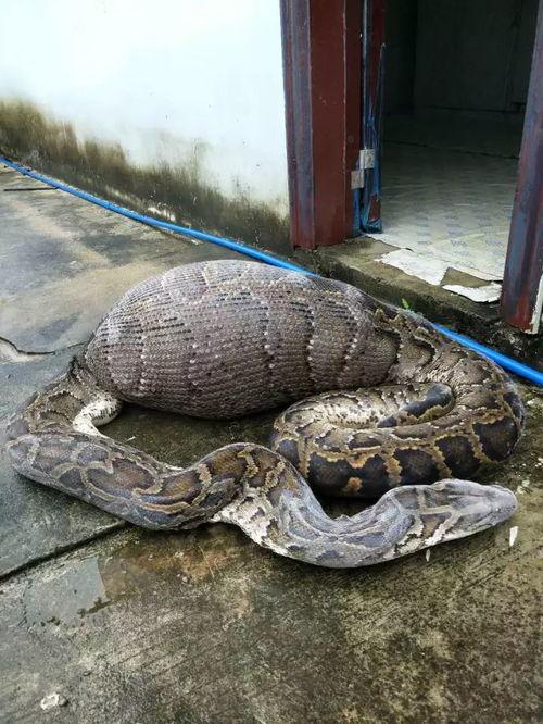 蟒蛇吃动物的视频,惊心动魄的动物世界