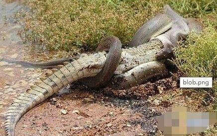 蟒蛇吃动物的视频,惊心动魄的动物世界