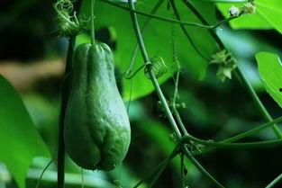 今日菜价佛手瓜,今日市场行情一览