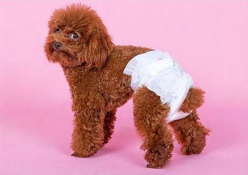 狗与狗交配视频,揭秘犬类交配行为