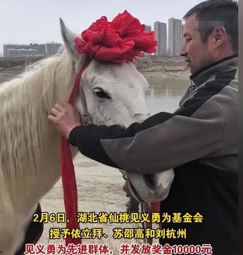 白马视频,探寻东方美学与自然和谐共生的视觉盛宴