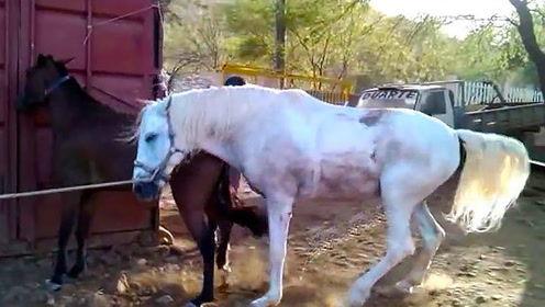 白马视频,探寻东方美学与自然和谐共生的视觉盛宴