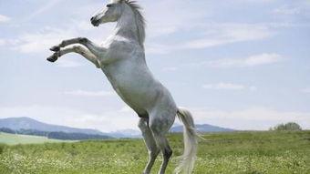 白马视频,探寻东方美学与自然和谐共生的视觉盛宴