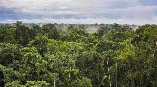 亚马逊热带雨林视频,地球之肺的奇迹与挑战