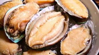 鲍鱼视频,探寻海洋珍馐背后的故事与魅力