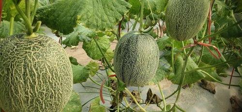 山东哈密瓜今日行情