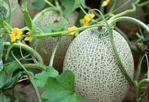 山东哈密瓜今日行情