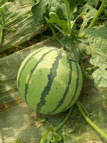 夏邑西瓜今日价次瓜,品味夏日甘甜，探寻市场动态