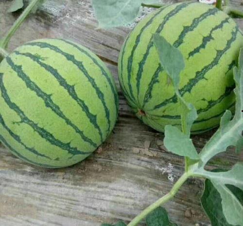 夏邑西瓜今日价次瓜,品味夏日甘甜，探寻市场动态