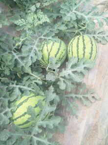 夏邑西瓜今日价次瓜,品味夏日甘甜，探寻市场动态