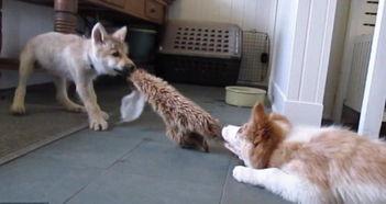 小狼视频,探索未知世界的视觉奇旅