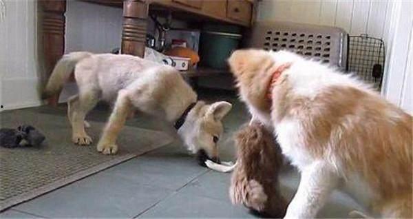 小狼视频,探索未知世界的视觉奇旅