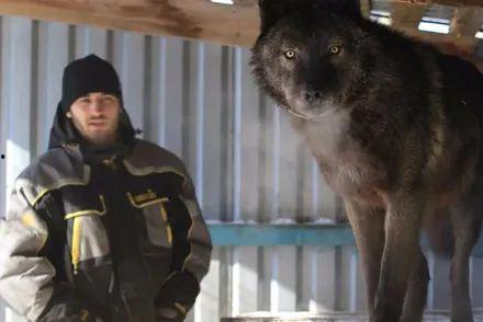 小狼视频,探索未知世界的视觉奇旅