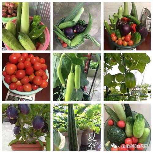 好久不见今日吃瓜,今日瓜界风云再起