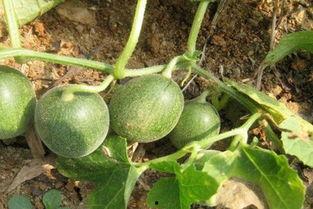 马泡瓜今日价格查询最新,市场行情实时分析”