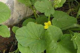 马泡瓜今日价格查询最新,市场行情实时分析”