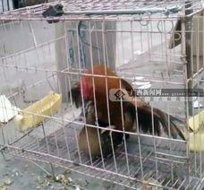 牲畜交配视频,自然繁衍的震撼瞬间