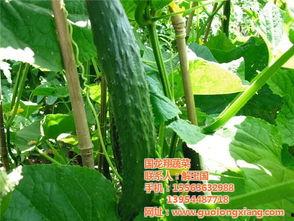 小瓜今日蔬菜报价查询,新鲜蔬菜价格一览