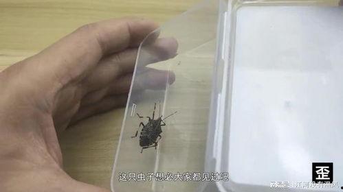 蟑螂视频,揭秘视频中的生存奥秘