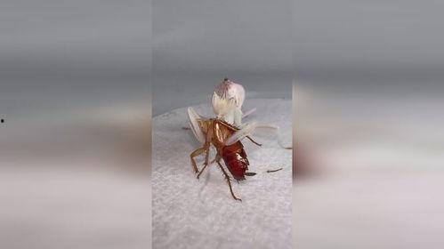 蟑螂视频,揭秘视频中的生存奥秘