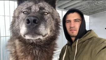 比特和狼打架视频,生死较量一触即发