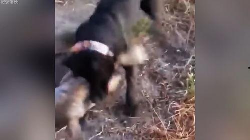 比特和狼打架视频,生死较量一触即发