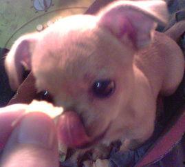 小狗豆豆视频,欢乐逗趣瞬间回顾