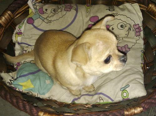 小狗豆豆视频,欢乐逗趣瞬间回顾