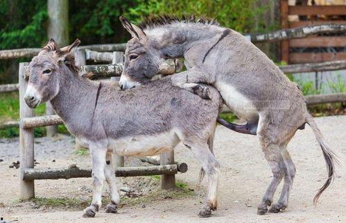 驴交配视频,自然繁殖的奇妙瞬间